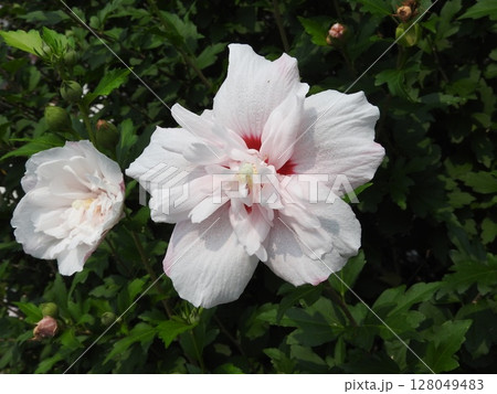 八重咲きの「ムクゲ」の花 128049483