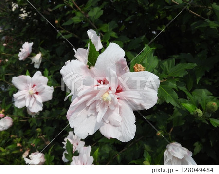 八重咲きの「ムクゲ」の花 八重咲きの「ムクゲ」の花 128049484