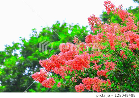 華やかな満開の百日紅の花 128049489