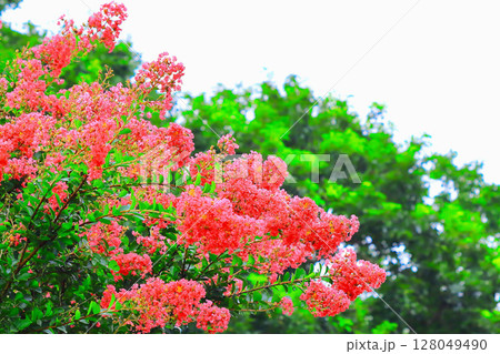 華やかな満開の百日紅の花 華やかな満開の百日紅の花 128049490