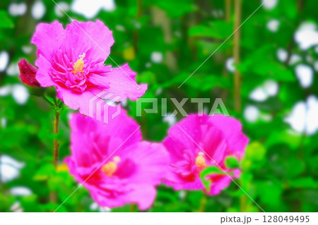 雨に濡れる美しい赤紫のムクゲ 128049495