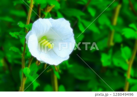 雨に濡れる清々しいシロバナムクゲ 雨に濡れる清々しいシロバナムクゲ 128049496