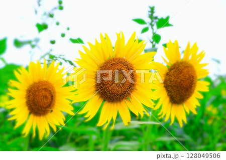 鮮やかな満開の向日葵の花 128049506