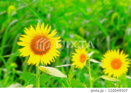 美しい鮮やかな向日葵の花 美しい鮮やかな向日葵の花 128049507