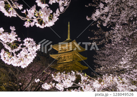 京都　東寺の五重塔と桜　夜景 128049526