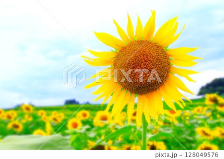 爽やかな青空と群生する鮮やかな向日葵の花 128049576