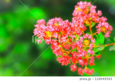 開花した美しい百日紅の花 128049583