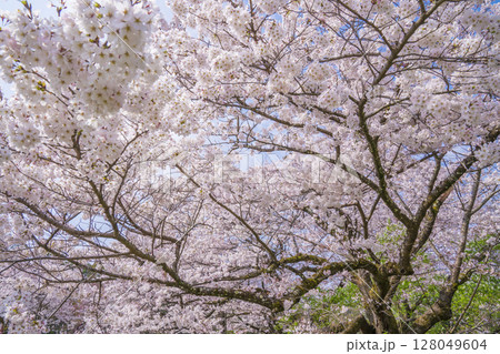 満開の桜　 128049604