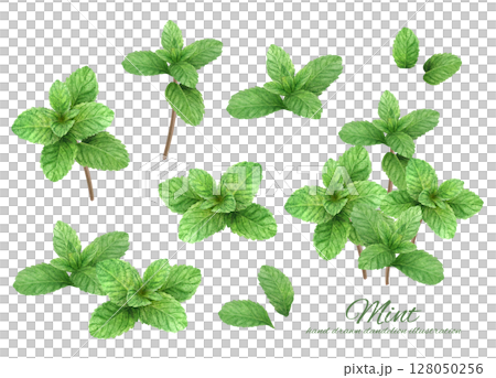 A set of fresh mint leaves hand-drawn in watercolor 128050256