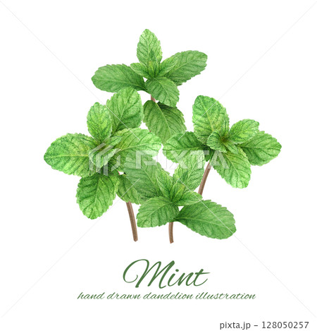 水彩手書きの爽やかなミントの葉のカット素材セット 128050257