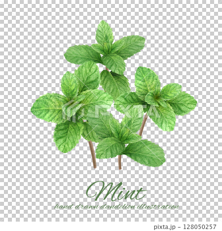水彩手書きの爽やかなミントの葉のカット素材セット 128050257
