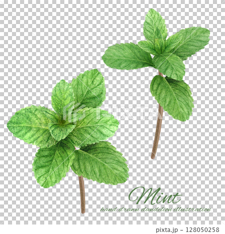 A set of fresh mint leaves hand-drawn in watercolor 128050258