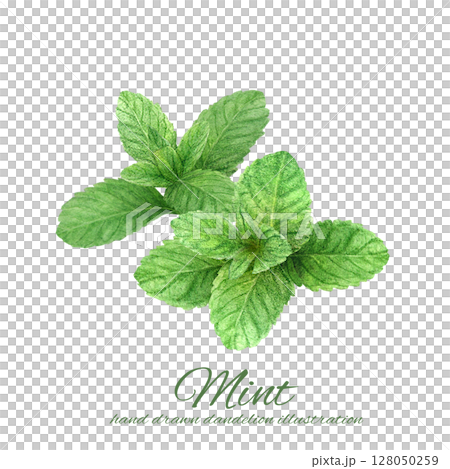 A set of fresh mint leaves hand-drawn in watercolor A set of fresh mint leaves hand-drawn in watercolor 128050259