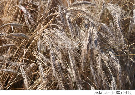 Ripe ears of rye close-up. Grain agricultural plants. Grain harvest. 128050419