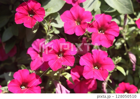 Petunia, Petunias in the tray,Petunia in the pot, neon pink petunia. Petunia, Petunias in the tray,Petunia in the pot, neon pink petunia. 128050510