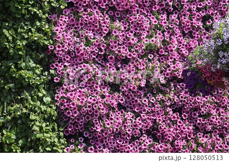 Petunia, Petunias in the tray,Petunia in the pot, neon pink petunia. Petunia, Petunias in the tray,Petunia in the pot, neon pink petunia. 128050513