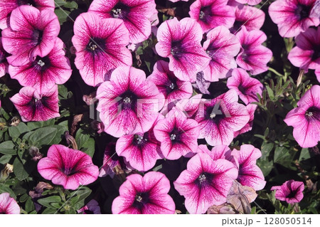 Petunia, Petunias in the tray,Petunia in the pot, neon pink petunia. 128050514