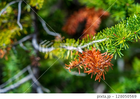 病害で鮮やかなオレンジ色に変わる亜高山帯モミの針葉の接写。カナダ、アルバータ州、バンフ 病害で鮮やかなオレンジ色に変わる亜高山帯モミの針葉の接写。カナダ、アルバータ州、バンフ 128050569