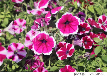 Petunia, Petunias in the tray,Petunia in the pot, neon pink petunia. 128050589