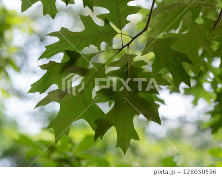 初夏のピンオークの若葉 初夏のピンオークの若葉 128050596