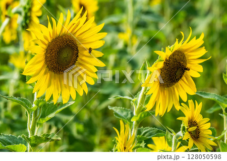 ひまわり ひまわり 128050598