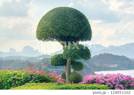 Beautiful Bodhi tree, symbol Buddhism and meditation round lush crown in Khao Sok Park Thailand on observation deck at Dam Khao Sok Park. Landscaping, shrub cutting and garden maintenance gardeners. Beautiful Bodhi tree, symbol Buddhism and meditation round lush crown in Khao Sok Park Thailand on observation deck at Dam Khao Sok Park. Landscaping, shrub cutting and garden maintenance gardeners. 128051102