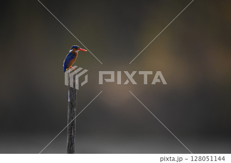 Malachite kingfisher backlit on post in profile 128051144