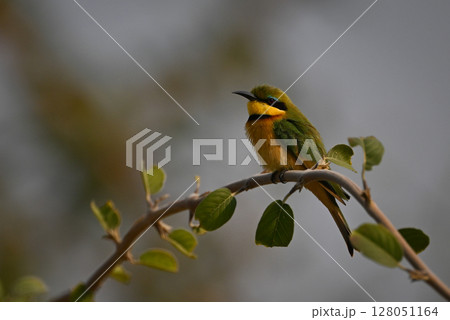 Little bee-eater with catchlight on bent twig 128051164