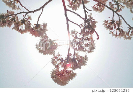 逆光に透ける桜の花と春の光 128051255