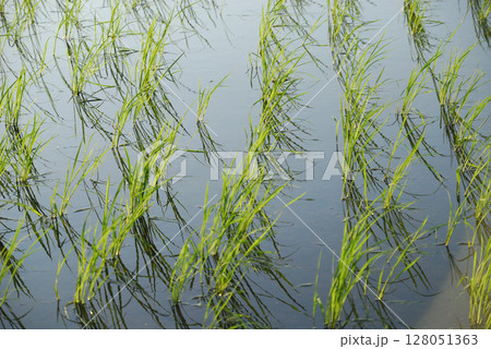 朝露で光る稲 128051363