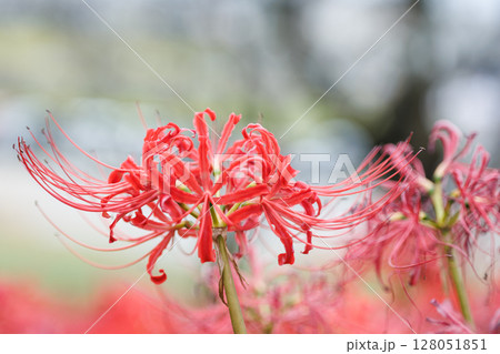 彼岸花が咲き誇る秋の風景 鮮やかな赤い花の群生と幻想的な雰囲気 128051851