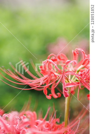 彼岸花が咲き誇る秋の風景 鮮やかな赤い花の群生と幻想的な雰囲気 彼岸花が咲き誇る秋の風景 鮮やかな赤い花の群生と幻想的な雰囲気 128051852