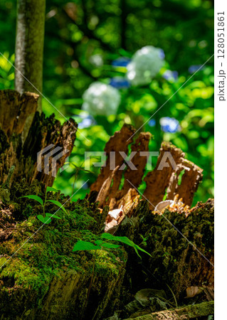 苔の生えた切り株と紫陽花 128051861