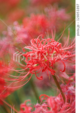 彼岸花が咲き誇る秋の風景 鮮やかな赤い花の群生と幻想的な雰囲気 128051897