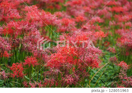 彼岸花が咲き誇る秋の風景 鮮やかな赤い花の群生と幻想的な雰囲気 128051963