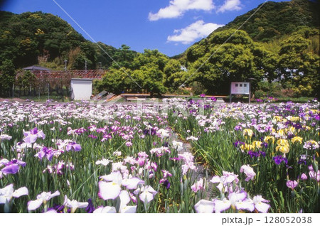 かわつ花菖蒲園 128052038