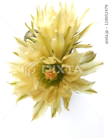 豹頭 開花 豹頭 開花 128052479
