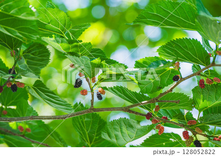 桑の実（マルベリー） 128052822