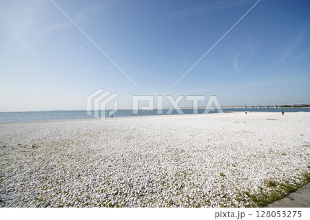 りんくう公園マーブルビーチ 128053275