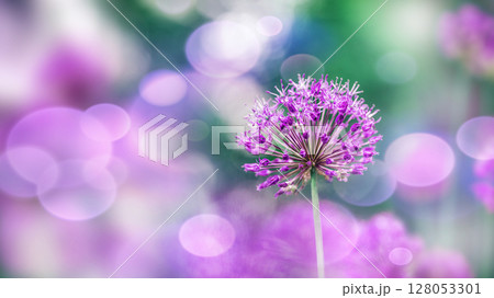 Purple Sensation. Purple sensation flower blooms in vibrant garden setting with soft bokeh background Purple Sensation. Purple sensation flower blooms in vibrant garden setting with soft bokeh background 128053301