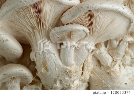 Realistic mushrooms oyster mushrooms with soft natural lighting 128053374