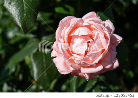 ピンクのバラの花のクローズアップ ニュージーランド ピンクのバラの花のクローズアップ ニュージーランド 128053452