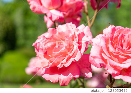 ピンクのバラの花のクローズアップ 128053453