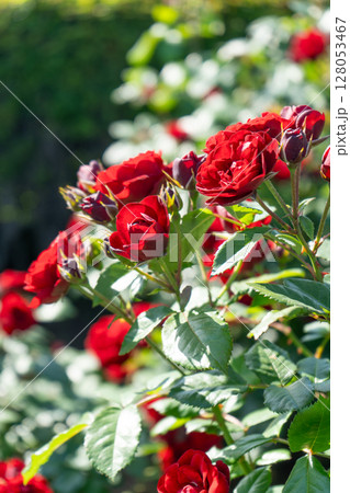 赤いバラのクローズアップ　ラバグルート 128053467