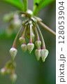 万両の花 128053904