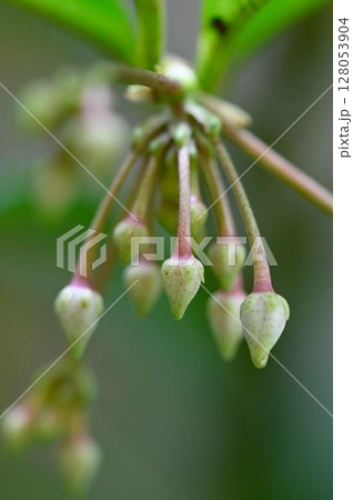 万両の花 万両の花 128053904