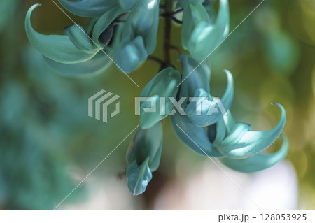 南国に咲くヒスイカズラ（翡翠葛）｜幻想的なブルーの花 128053925