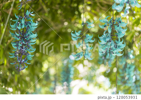南国に咲くヒスイカズラ(翡翠葛)|幻想的なブルーの花 南国に咲くヒスイカズラ(翡翠葛)|幻想的なブルーの花 128053931