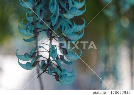 南国に咲くヒスイカズラ（翡翠葛）｜幻想的なブルーの花 128053933