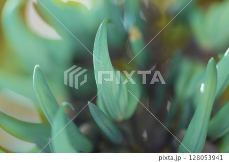 南国に咲くヒスイカズラ（翡翠葛）｜幻想的なブルーの花 128053941